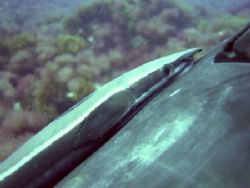 Ramora hitching a ride on my wifes cylinder boot. Wi-diz-... by Ian Palmer 